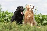 FLAT COATED & GOLDEN RETRIEVER 046